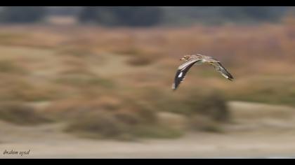 Eurasian Stone-curlew
