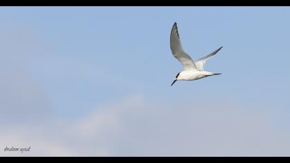 Sandwich Tern