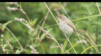 Booted Warbler