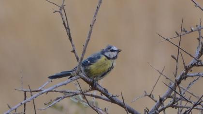 Eurasian Blue Tit