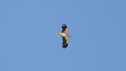 Egyptian Vulture