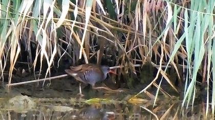 Water Rail