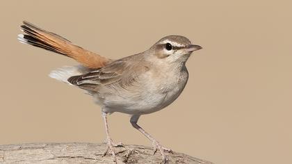 Rufous-tailed Scrub Robin
