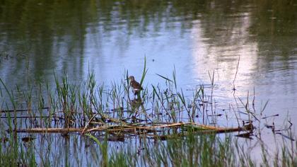 Wood Sandpiper