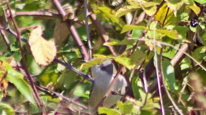 Lesser Whitethroat
