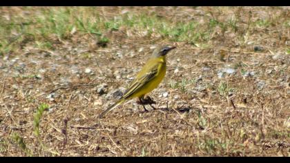 Western Yellow Wagtail