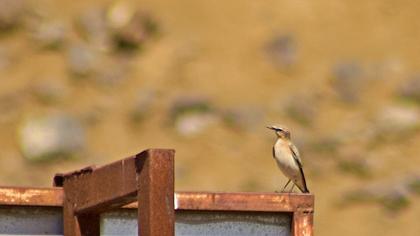 Northern Wheatear
