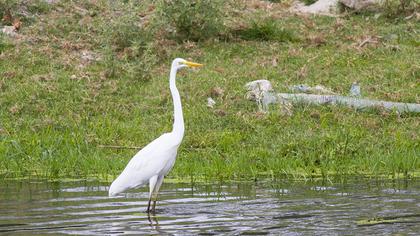 Great Egret