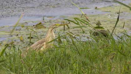 Squacco Heron