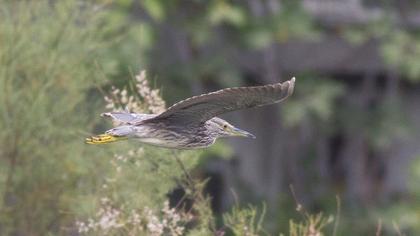 Black-crowned Night Heron