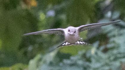 Eurasian Crag Martin