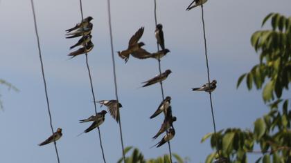 Barn Swallow
