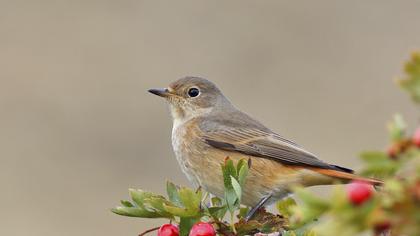 Common Redstart