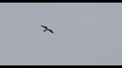 Bearded Vulture