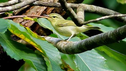 Green Warbler