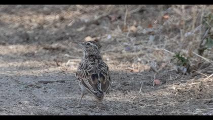 Woodlark