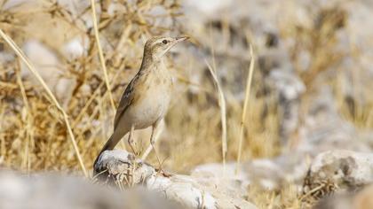 Tawny Pipit