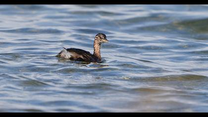 Little Grebe