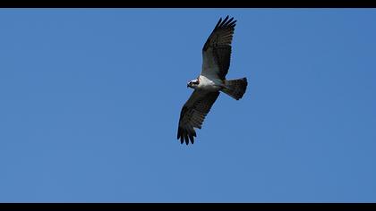 Western Osprey