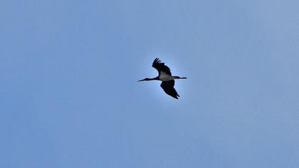 Black Stork
