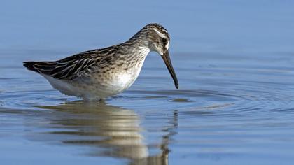 Broad-billed Sandpiper