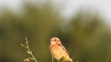 Whinchat