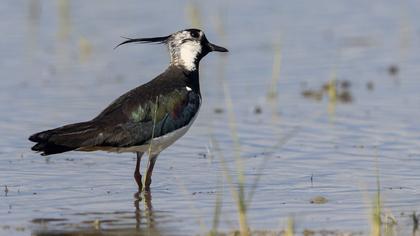 Northern Lapwing