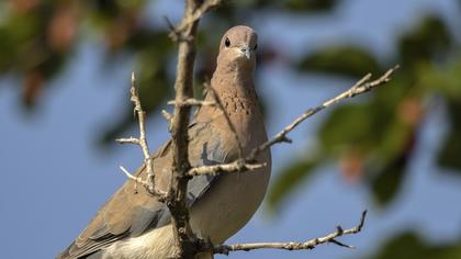 Laughing Dove