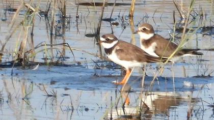 Common Ringed Plover