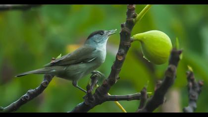 Eurasian Blackcap