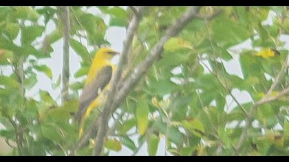 Eurasian Golden Oriole