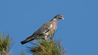 Common Wood Pigeon
