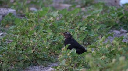 Common Blackbird