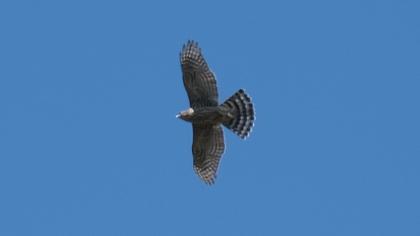 Northern Goshawk