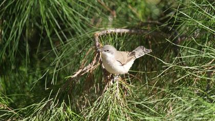 Lesser Whitethroat