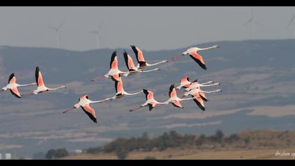 Greater Flamingo