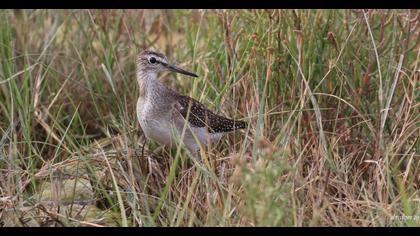 Wood Sandpiper