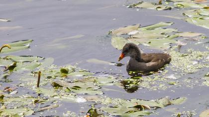 Common Moorhen