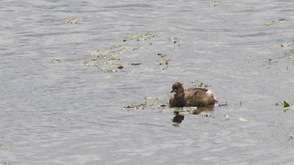 Little Grebe
