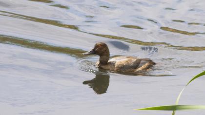 Common Pochard