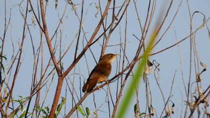 Savi`s Warbler
