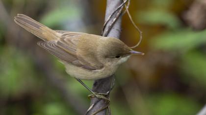 Marsh Warbler