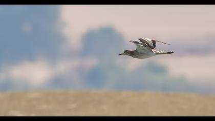 Eurasian Stone-curlew