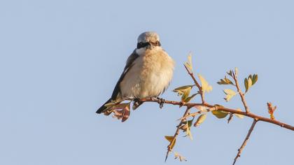 Red-backed Shrike