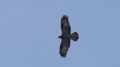 European Honey Buzzard