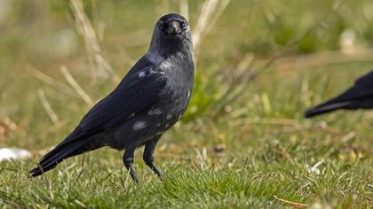Western Jackdaw