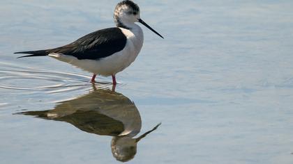 Black-winged Stilt