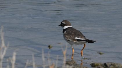 Common Ringed Plover