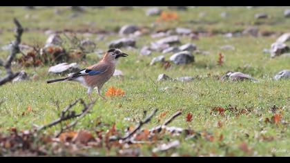 Eurasian Jay