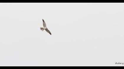 Pallid Harrier